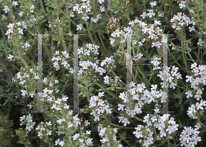 Picture of Thymus x citriodorus 'Citrus'