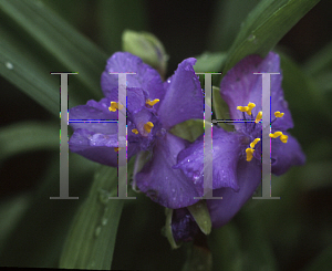 Picture of Tradescantia x andersoniana 'Double Trouble'