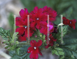 Picture of Verbena  'Batesville Rose'