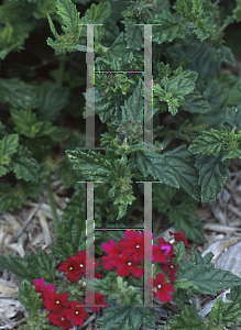 Picture of Verbena  'Batesville Rose'