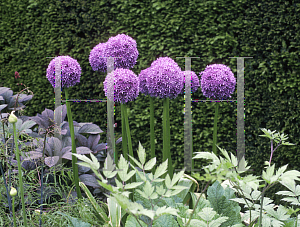 Picture of Allium  'Globemaster'