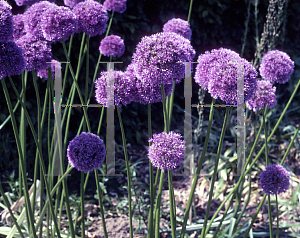 Picture of Allium  'His Excellency'