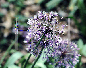 Picture of Allium jesdianum 