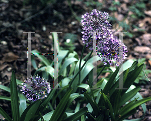 Picture of Allium jesdianum 