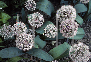 Picture of Allium karataviense '~Species'