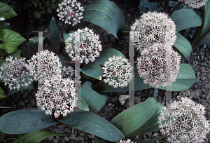 Picture of Allium karataviense 