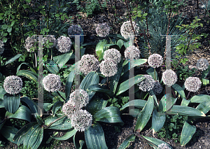 Picture of Allium karataviense 