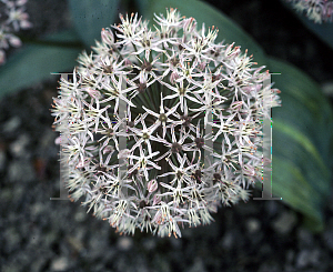 Picture of Allium karataviense '~Species'