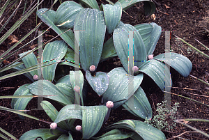 Picture of Allium karataviense 