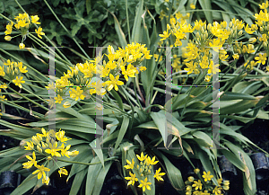 Picture of Allium moly 