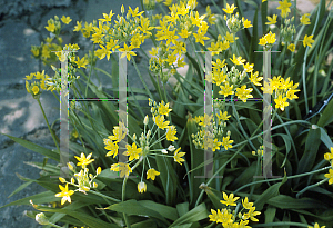 Picture of Allium moly 'Jeannine'