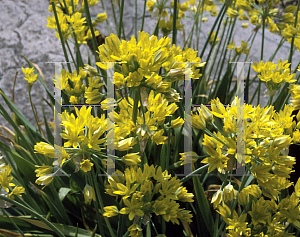 Picture of Allium moly 'Jeannine'