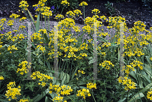 Picture of Allium moly 'Jeannine'