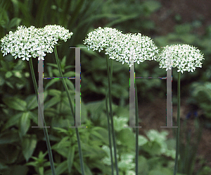 Picture of Allium nigrum 