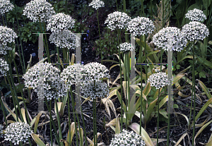 Picture of Allium nigrum 