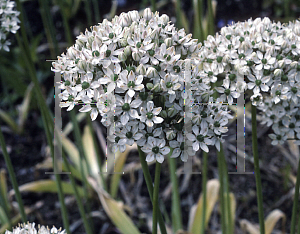 Picture of Allium nigrum 