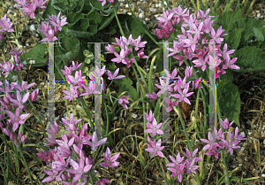 Picture of Allium acuminatum 