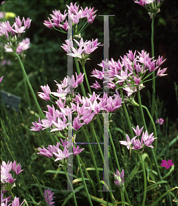 Picture of Allium acuminatum 