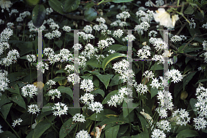 Picture of Allium neapolitanum 