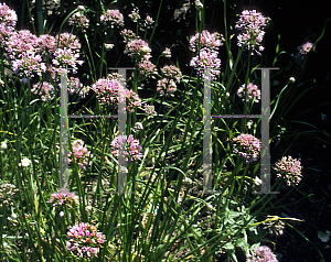 Picture of Allium drumondii 