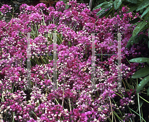 Picture of Allium oreophilum 