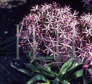 Picture of Allium psilostenor 
