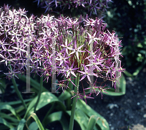 Picture of Allium psilostenor 