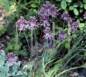 Picture of Allium carinatum ssp. pulchellum 