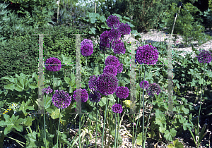Picture of Allium aflatunense 'Purple Sensation'