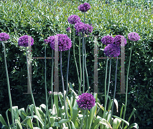 Picture of Allium aflatunense 'Purple Sensation'