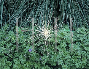 Picture of Allium schubertii 