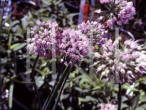 Picture of Allium senescens 