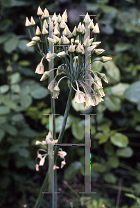 Picture of Allium siculum 