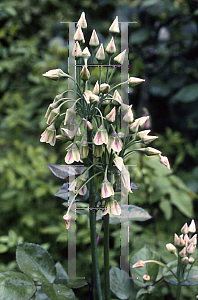 Picture of Allium siculum 