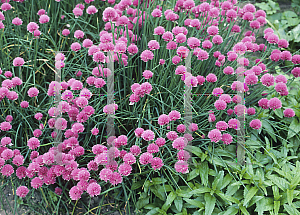 Picture of Allium schoenoprasum 'Forescate'