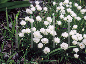 Picture of Allium schoenoprasum 'Silver Chimes'