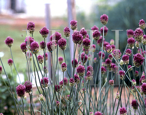 Picture of Allium sphaerocephalum 