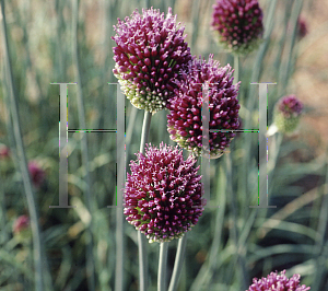 Picture of Allium sphaerocephalum 