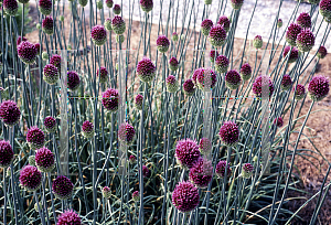 Picture of Allium sphaerocephalum 