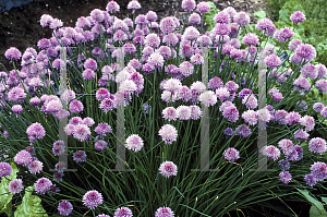 Picture of Allium schoenoprasum 