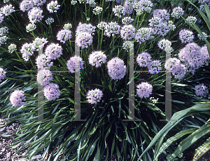 Picture of Allium tanguticum 'Summer Skies'