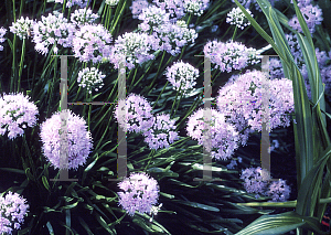 Picture of Allium tanguticum 'Summer Skies'