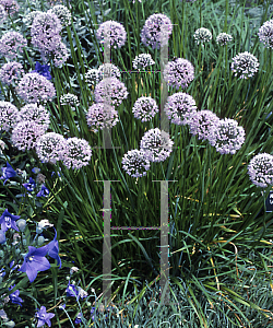 Picture of Allium tanguticum 'Summer Skies'