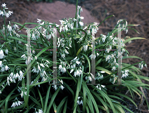 Picture of Allium triquetrum 