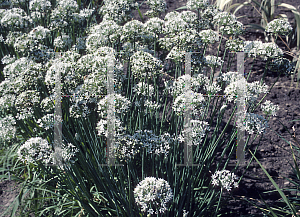 Picture of Allium tuberosum '~Species'
