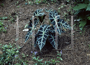 Picture of Alocasia x amazonica 'Polly'