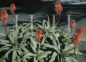 Picture of Aloe arborescens 