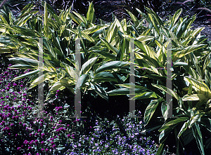 Picture of Alpinia zerumbet 'Variegata'