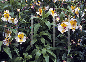 Picture of Alstroemeria x 'Walter Fleming'
