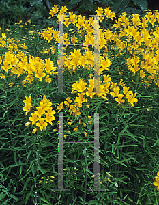 Picture of Alstroemeria aurea 'Lutea'